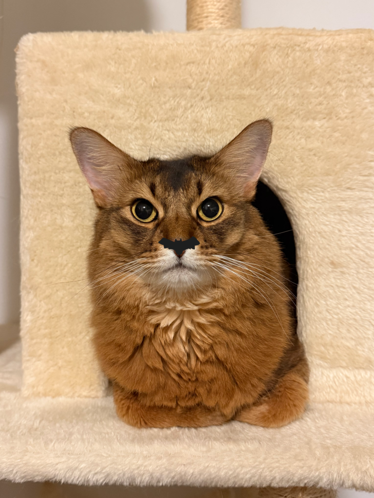 鼻コウモリ編集の猫